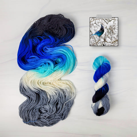 Steller's Jay- Hand dyed yarn -Merino Fingering White grey black blue